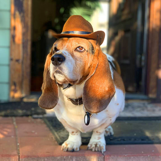Cowboy hat for dogs and cats
